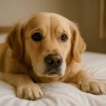 Qual é o significado de sonhar com cachorro?